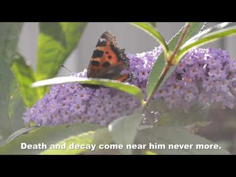 Andrew Downes' Celtic Rhapsody for Soprano and Symphony Orchestra: Movement 1