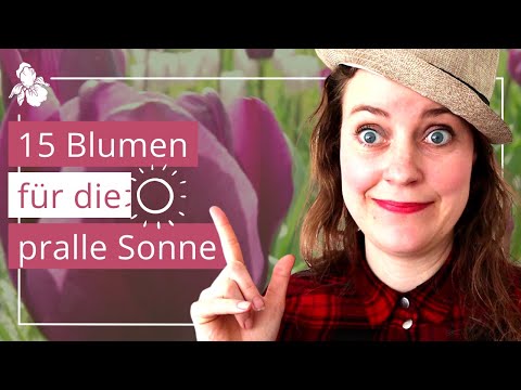 Pflanzen für viel Sonne & wenig Wasser