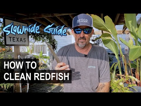 SLOWRIDE GUIDE: How To Clean Redfish The Easy Way // ARANSAS PASS TX.
