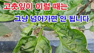 고춧잎이 이럴 때는 그냥 넘어가면 안 돼요(오디오 수정)(고추 재배, 고추 병충해, 고추 해충, 진딧물, 총…