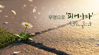 무명 無名🎵 김서권 무명으로 피어난다 🌼 | 절망 끝, 그 이름으로 피어난 그리스도의 사랑 (Lyrics Video)