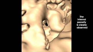 Caracterización 3D a nanoescala de biominerales