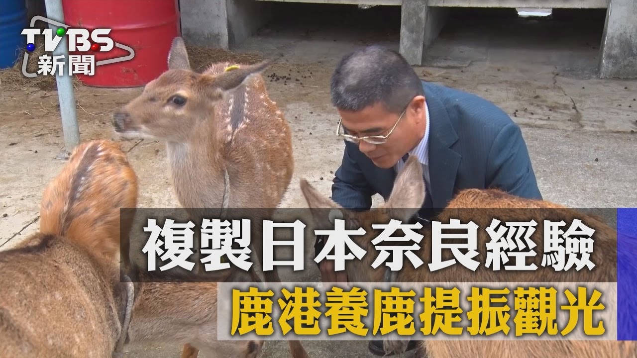 複製日本奈良經驗 鹿港養鹿提振觀光