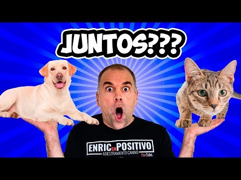 Cómo Juntar un PERRO y un GATO sin que se MATEN
