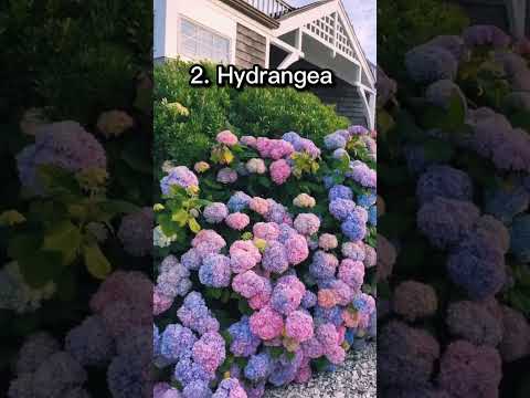 Top 10 Most Beautiful Flowers In The World || Top Tens