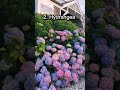 Top 10 Most Beautiful Flowers In The World Top Tens