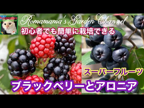 ブラックチョークベリーの植え方