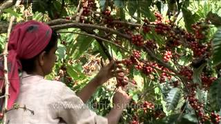 Woman harvesting coffee beans in Karnataka India