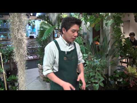 アンスリウムが一番嫌いなものは何ですか?培養シート  庭園