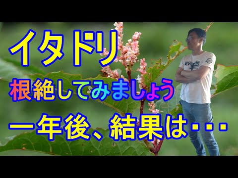 イタドリ、Percicaria runcinata ‘ニーダムズフォーム’