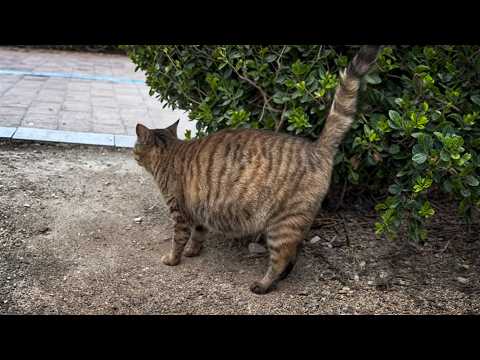 The pregnant stray cat longs for a home, but despite trying to please everyone, no one responds.