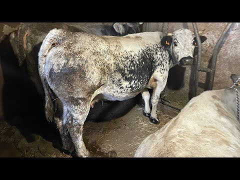 Transhumance PierAldo does not know what it is, he lives all year round at 1800 m Castelmagno Val...