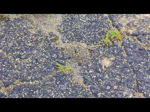 Driveway Riddled with Ants in Freehold, NJ