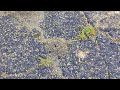 Driveway Riddled with Ants in Freehold, NJ