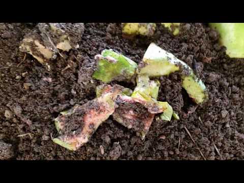 Baiting worms at the worm farm with watermelon so I can gather some up and move them - Part 2