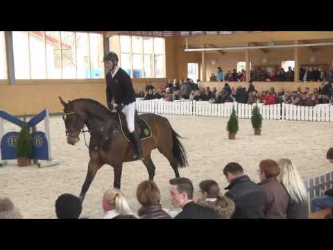 Cullinan du Borget B v. Diamant de Semilly-Quick Star - Hengstschau 2017