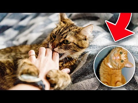 The HIDDEN Meaning Behind These STRANGE Cat Behaviors