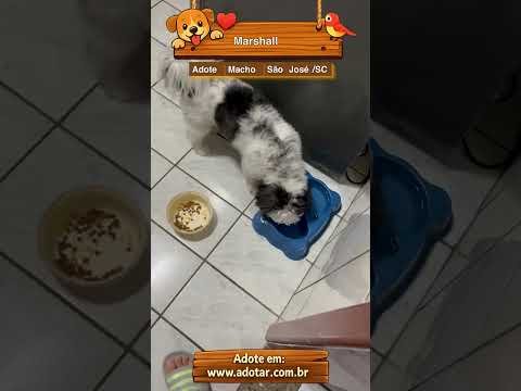 Vídeo de Marshall