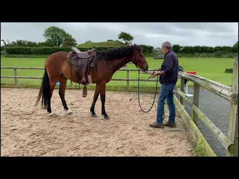 Louie saddle and bridle Training this morning #horsemanship