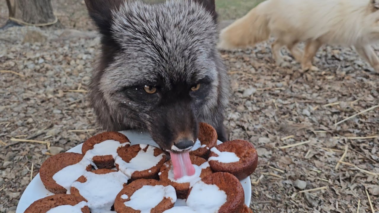 Foxes eating cupcakes