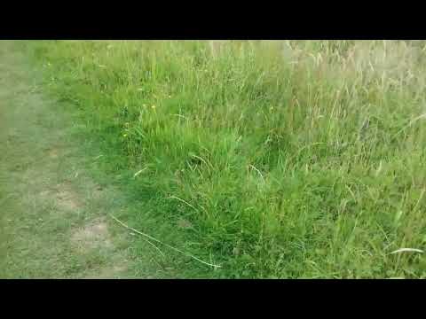 Metal detecting and magnet fishing river bank uk