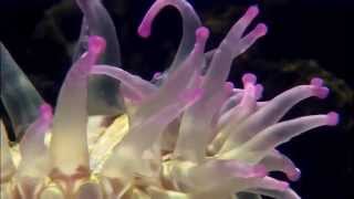 Syl Johnson - Is It Because Im Black David August Live Reconstruction