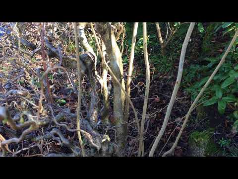 Corkscrew Hazel (Corylus avellana 'Contorta') - branches - March 2018