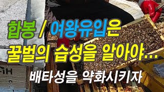꿀벌의 합봉이나 여왕유입 성공하려면 꿀벌의 습성(배타성)을 알아야. 배타성을 약화시키기(이론)