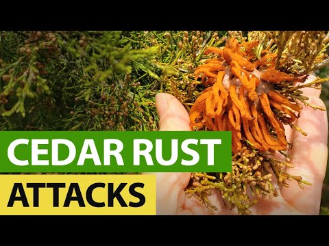 What causes rust on cedar trees?
