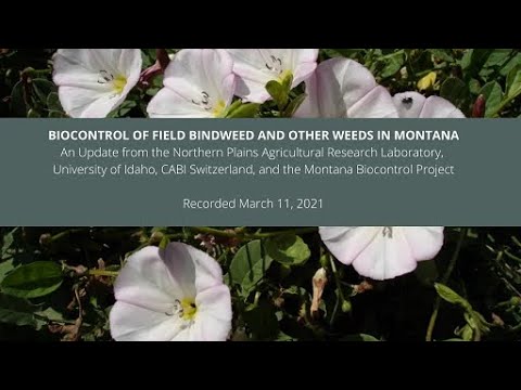 , title : 'BIOCONTROL OF FIELD BINDWEED & OTHER WEEDS IN MT: NPARL, U of ID, CABI, & MT Biocontrol Project'