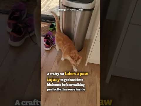 #Drama Queen: #Cat fakes #paw injury to get back into house