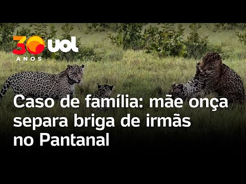 Briga entre onças-pintadas irmãs termina após 'bronca' da mãe; guia de campo flagra cena no Pantanal
