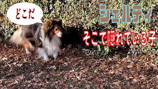 【シェルティ】そこで隠れている子【フランス田舎暮らし🇫🇷】#犬の散歩 #賢い犬 #犬のいる暮らし #シェルティ