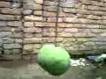 Our Biggest Mango