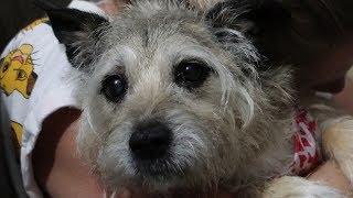 Taking Tiny Tim Back To Best Buy!