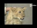 The Lion King Teaser Katrina Berces Crossover
