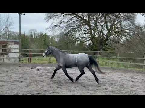 Dunlewey Gale by Bettyspark Shadow - Image 2