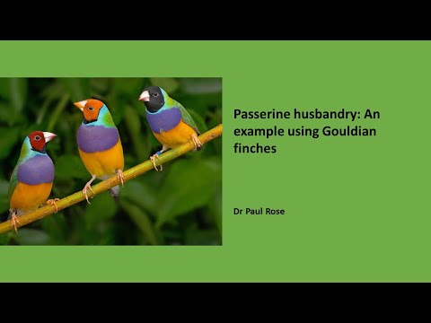 Gouldian finch v Austrálii