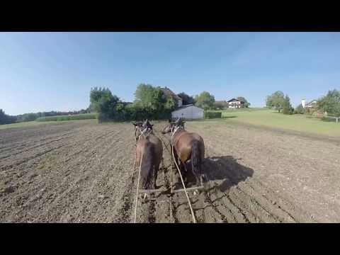 Vorbereitungen zum Sähen der Zwischenfrucht: Acker grubbern