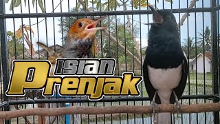 Download lagu 🔴  KACER GACOR FULL BONGKAR ISIAN PRENJAK || JOSS !! mp3