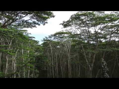 Koloa Zip Line Tour - Kauai