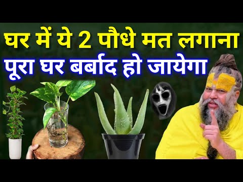 मर जाना लेकिन ये 3 पौधे कभी घर में मत लगाना पूरा घर नष्ट हो जाता है ये पौधे होते हैं अशुभ Plant tips