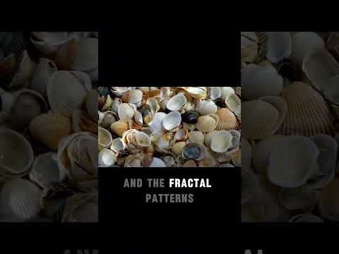 Discover the magic behind Spirals, symmetry, honeycombs and the seashells. #maths #adhd #mathswith