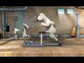 Polar Bear Treadmill Fall