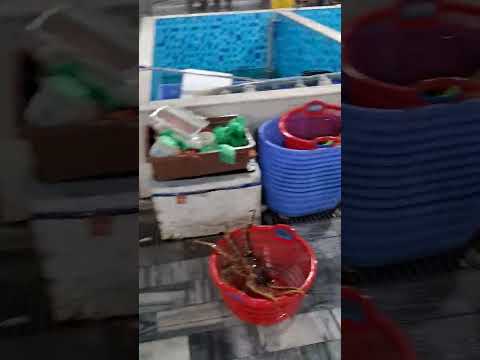 Levei dois convidados indianos para comer frutos do mar no restaurante de frutos do mar do Mar do Leste, em Hanói