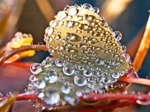 Maltese Singers - Malta Bums: L-Ewwel Tfajla li Habbejt