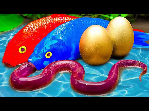 Stop Motion Fish In Mud Mud Survival Battle - Koi Fish And Rock Crabs Chasing -mischievous fish