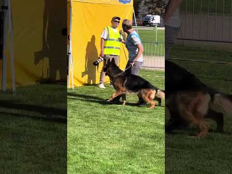 V9 Sardis v. Ghattas - BSZS 2023 - Working Males - GHKR- #bszs #bszs2023 #gsd #sv