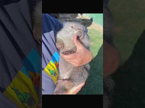 The animal saved by the woman had little ones inside its pouch, then… #nest #animals #wildlife