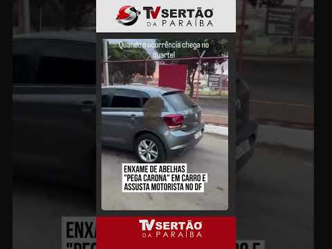 Enxame de abelhas pega carona em carro no DF e mobiliza Corpo de Bombeiros